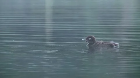 Loon chick swimming Stock Footage 17390350