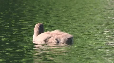 Loon chick swimming Stock Footage 18007161
