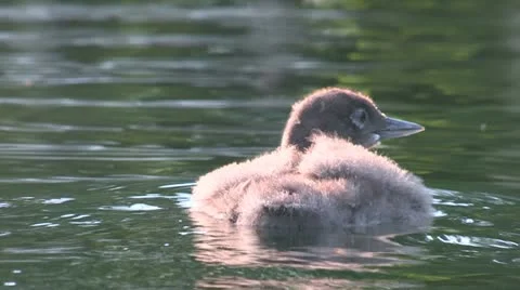 Loon chick swimming Stock Footage 18007412