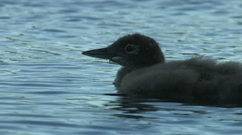 Loon chick swimming Stock Footage 18008187