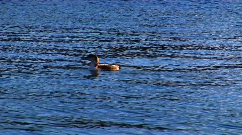 Loon Dives  Stock Footage 666390