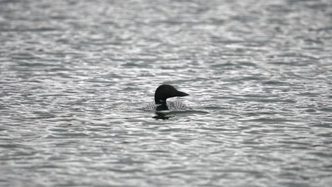 Loon diving under the water in slow motion Stock Footage 238800368
