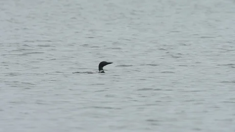 Loon diving in water in slow-motion Stock Footage 88343934