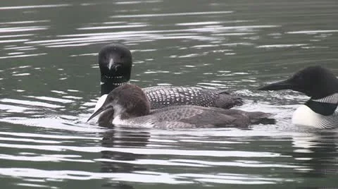 Loon eating fish #1 Stock Footage 17411789