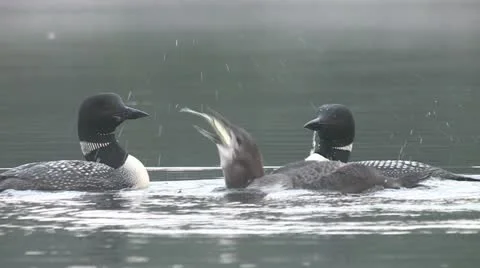 Loon eating fish #2 Stock Footage 17425127