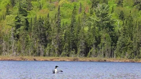 Loon fanning its wings Stock Footage 51732029