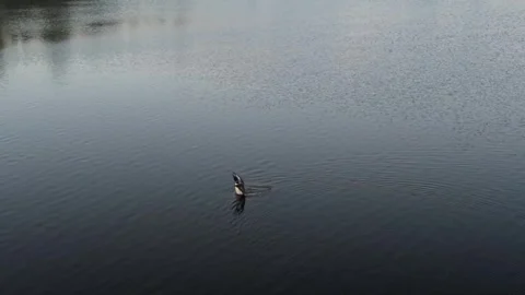 Loon flapping 7-6-26 Stock Footage 340673810
