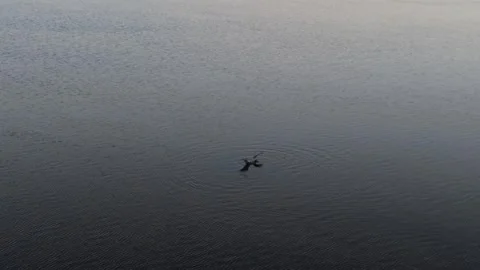 Loon flapping 7-6-26 Stock Footage 341640744