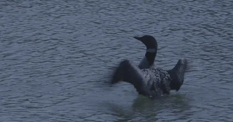 Loon Flaps Wings Amazing Stock Footage 82886227