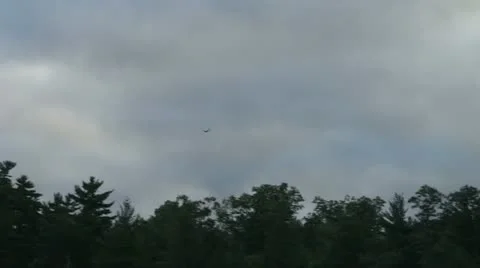 Loon flying Stock Footage 17868276