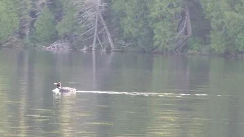 Loon  Stock Footage 247317570