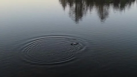 Loon gets jumped by something underwater  7-6-26 Stock Footage 340673873