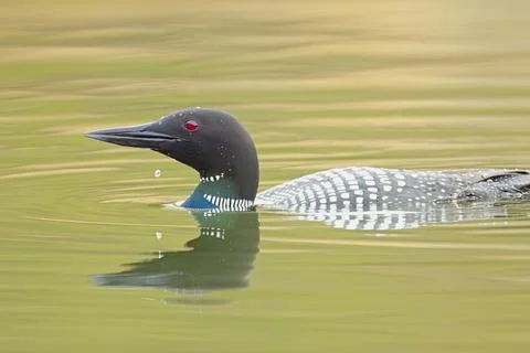 Loon has a water drop from its bill. Stock Photos