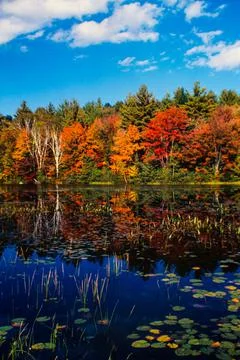 Loon Lake Stock Photos