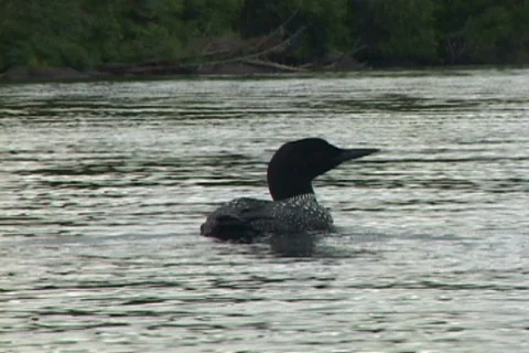 Loon Lovers Video stock 525095