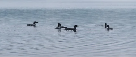Loon Mating group of 6 Stock Footage 283574782