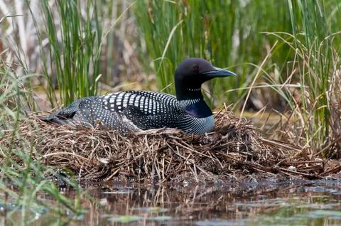 A Loon Nest Stock Photos