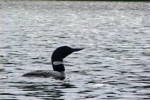 Loon on northern lake Stock Footage