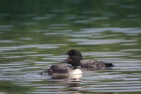 Loon Stock Photos
