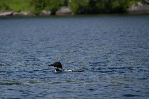 Loon Stock-Fotos