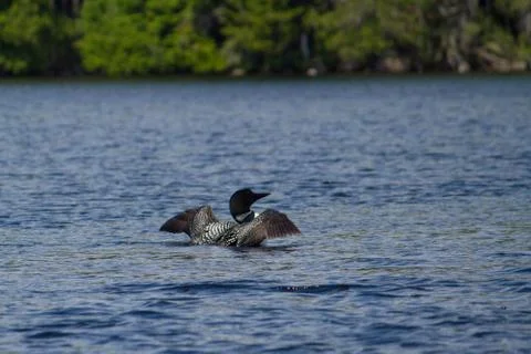 Loon Stock Photos