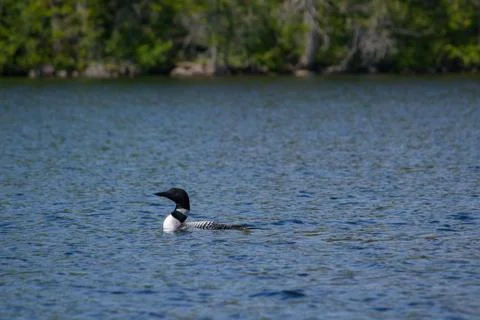 Loon Stock Photos
