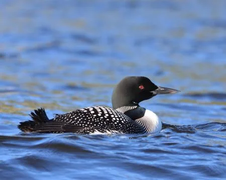 Loon Stock Photos
