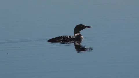 Loon on the Pond Stock Footage 106677738