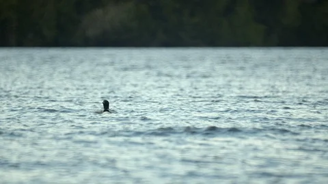 Loon on reflective beautiful river Diving in Water for fish, slow motion, 4k Stock Footage 111596944