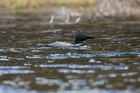 Loon Splash Stock Photos