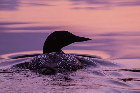 Loon at sunset Stock Photos
