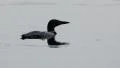Loon on surface then diving in Ontario, Canada. HD Footage