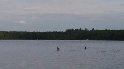 Loon surfacing 7-9-26 Stock Footage 340036093