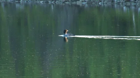 Loon Swimming and Diving Stock Footage 8522054