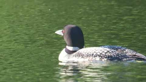 Loon swimming Stock Footage 18009434