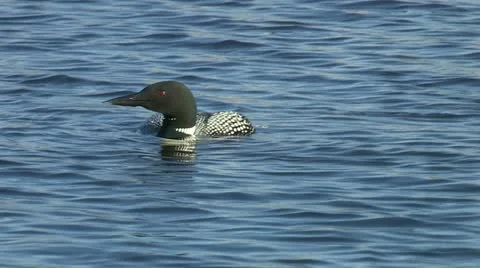 Loon swimming Stock Footage 18009610