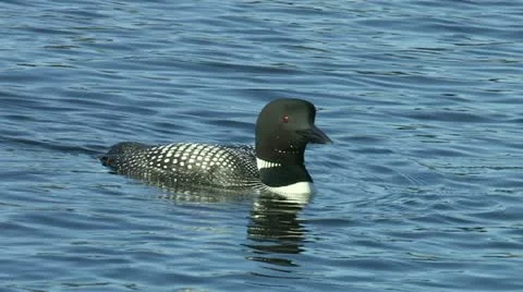 Loon swimming Stock Footage 18009733