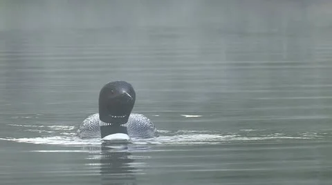 Loon swimming Stock Footage 18009846