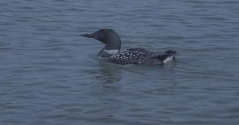 Loon Swims Close Stock Footage