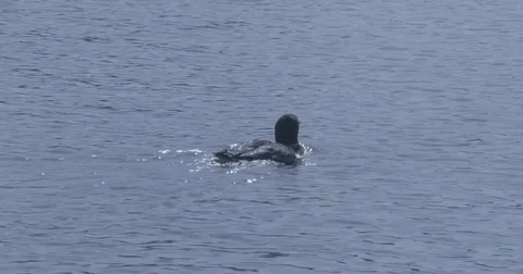Loon Swims Minnesota Lake Stock Footage