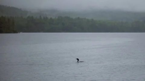 Loon Swims in a Peaceful Lake in the Rain in New Hampshire Stock Footage