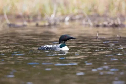 Loon waiting Фото