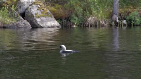 Loon in the water 2 Stock Footage 346126042