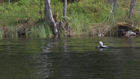 Loon in the water 3 Stock Footage 346126027