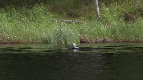 Loon in the water 4 Stock Footage 346126035