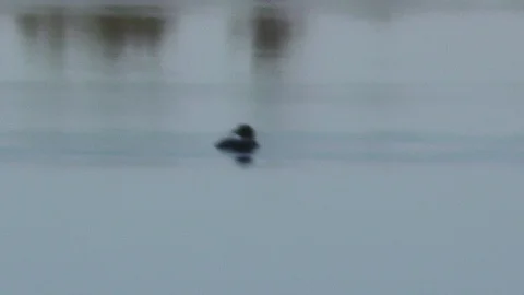 A Loon on the water Stock Footage 106677041