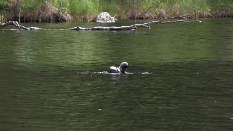 Loon in the water Stock Footage 346126034