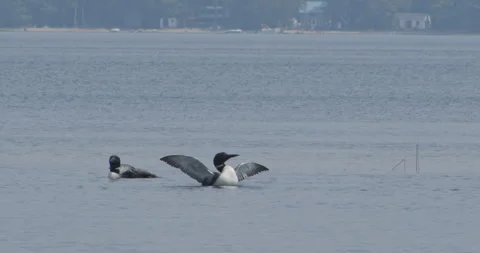 Loon Wing Flap group of 3 Stock Footage 283574753