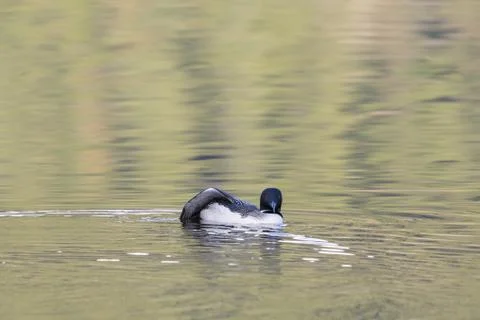 Loon Wing Stretch Stock Photos