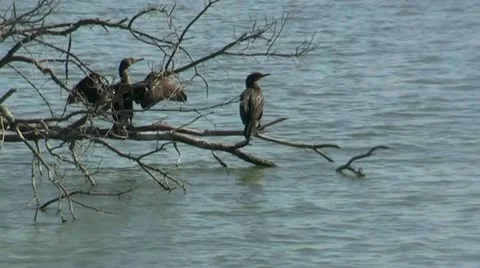 Loonbird drying wings 스톡 동영상 21998462